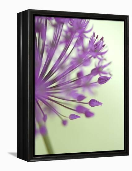 Purple Haze 6-Doug Chinnery-Framed Premier Image Canvas