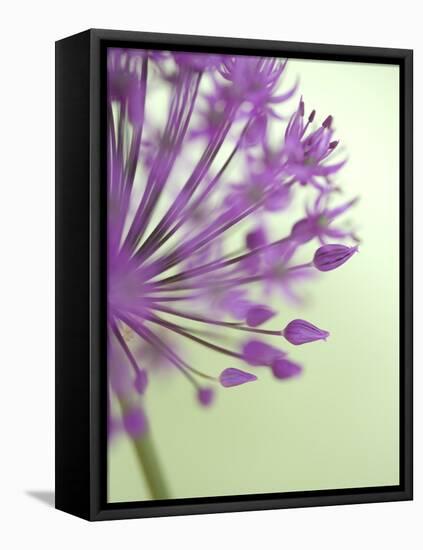 Purple Haze 6-Doug Chinnery-Framed Premier Image Canvas