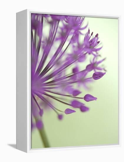 Purple Haze 6-Doug Chinnery-Framed Premier Image Canvas