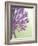 Purple Haze 6-Doug Chinnery-Framed Photographic Print