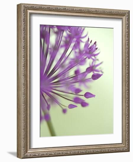 Purple Haze 6-Doug Chinnery-Framed Photographic Print