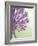 Purple Haze 6-Doug Chinnery-Framed Photographic Print