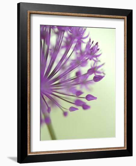 Purple Haze 6-Doug Chinnery-Framed Photographic Print