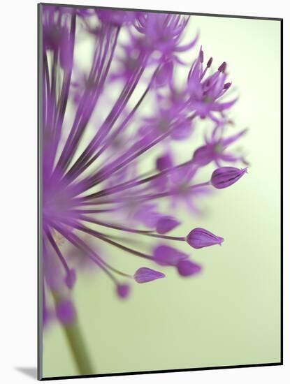 Purple Haze 6-Doug Chinnery-Mounted Photographic Print