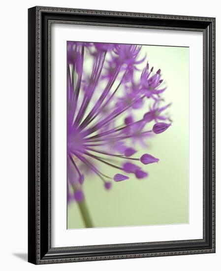 Purple Haze 6-Doug Chinnery-Framed Photographic Print