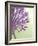 Purple Haze 6-Doug Chinnery-Framed Photographic Print