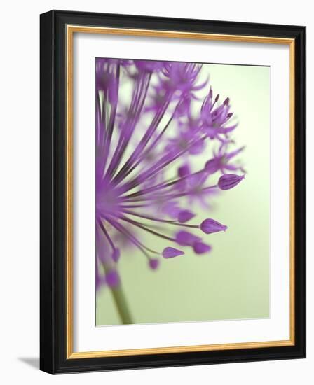 Purple Haze 6-Doug Chinnery-Framed Photographic Print