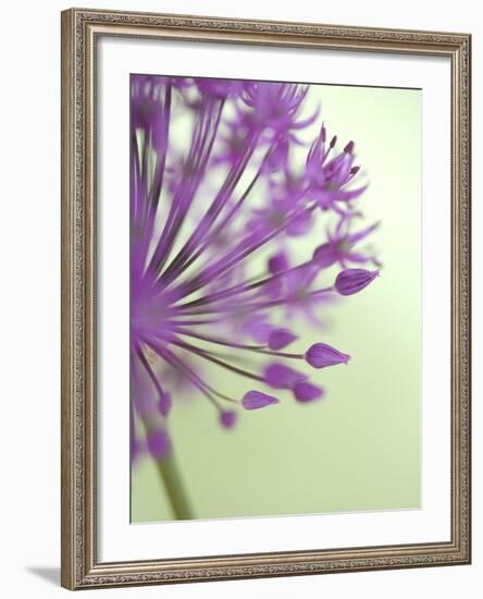 Purple Haze 6-Doug Chinnery-Framed Photographic Print