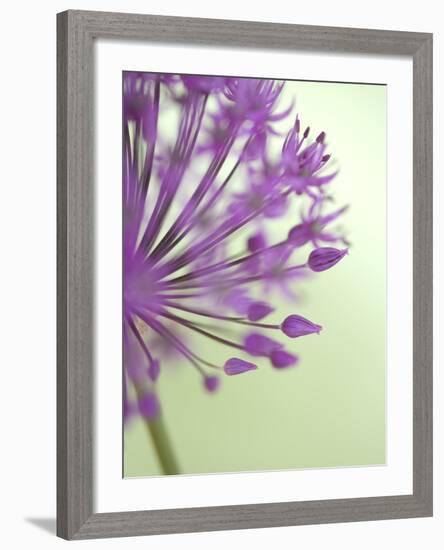 Purple Haze 6-Doug Chinnery-Framed Photographic Print