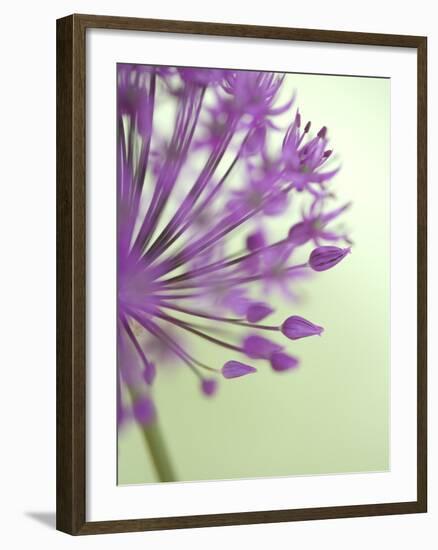 Purple Haze 6-Doug Chinnery-Framed Photographic Print