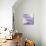 Purple Haze I-Chris Paschke-Mounted Art Print displayed on a wall