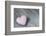 Purple Heart on Wood-Andrea Haase-Framed Photographic Print