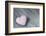 Purple Heart on Wood-Andrea Haase-Framed Photographic Print