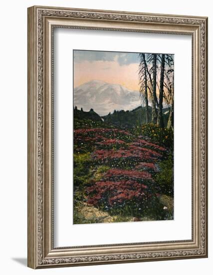 'Purple Heather growing Mount Rainier National Park', c1916-Asahel Curtis-Framed Photographic Print