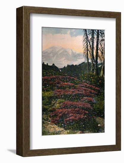 'Purple Heather growing Mount Rainier National Park', c1916-Asahel Curtis-Framed Photographic Print