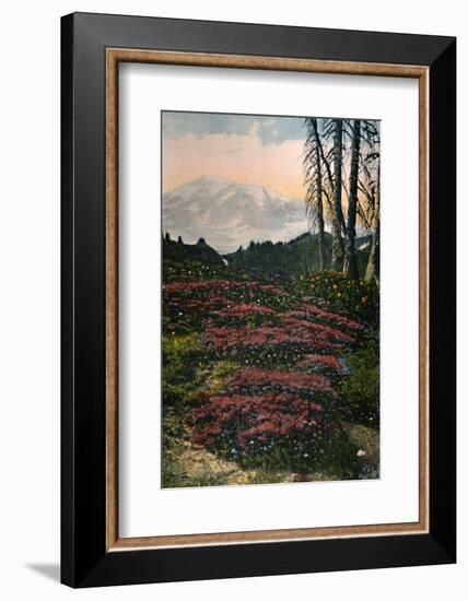 'Purple Heather growing Mount Rainier National Park', c1916-Asahel Curtis-Framed Photographic Print