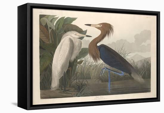 Purple Heron, 1835-John James Audubon-Framed Premier Image Canvas