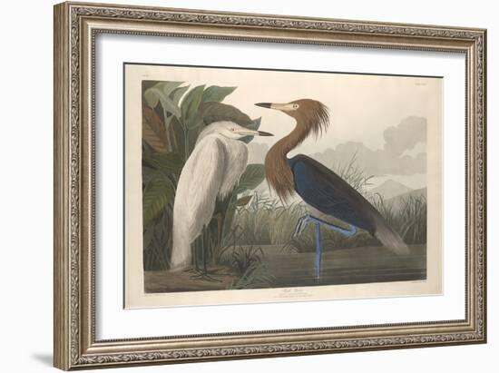 Purple Heron, 1835-John James Audubon-Framed Giclee Print