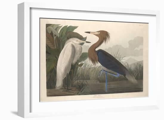 Purple Heron, 1835-John James Audubon-Framed Giclee Print