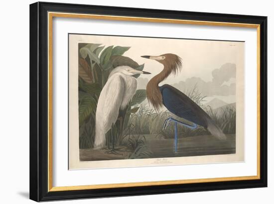 Purple Heron, 1835-John James Audubon-Framed Giclee Print