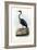 Purple Heron, 1863-79-Raimundo Petraroja-Framed Giclee Print