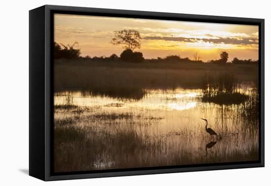 Purple Heron (Ardea Purpurea) Fishing at Sunset-Neil Aldridge-Framed Premier Image Canvas