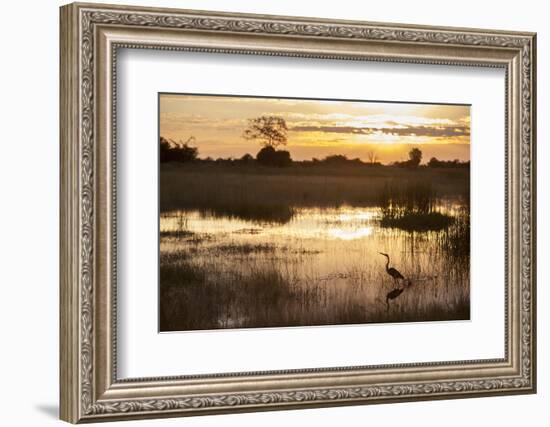 Purple Heron (Ardea Purpurea) Fishing at Sunset-Neil Aldridge-Framed Photographic Print