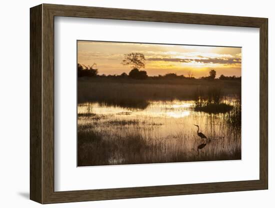 Purple Heron (Ardea Purpurea) Fishing at Sunset-Neil Aldridge-Framed Photographic Print