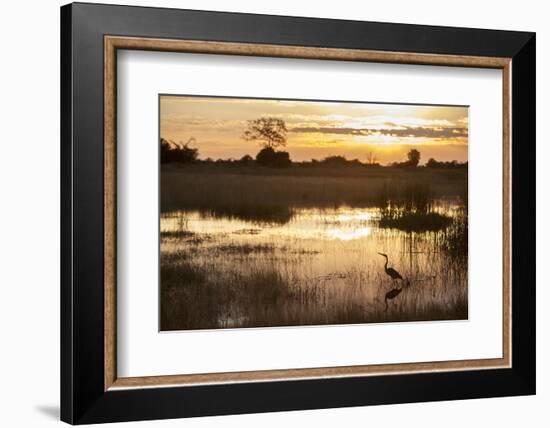 Purple Heron (Ardea Purpurea) Fishing at Sunset-Neil Aldridge-Framed Photographic Print