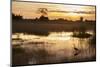 Purple Heron (Ardea Purpurea) Fishing at Sunset-Neil Aldridge-Mounted Photographic Print