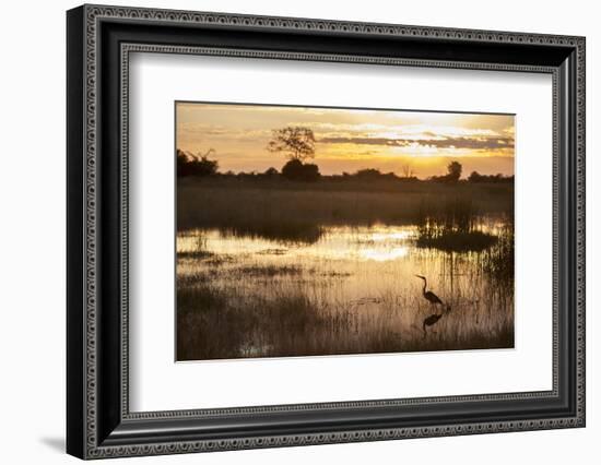 Purple Heron (Ardea Purpurea) Fishing at Sunset-Neil Aldridge-Framed Photographic Print