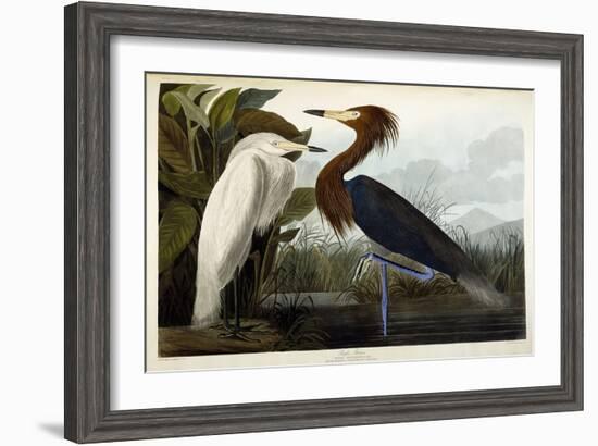 Purple Heron, C.1835-John James Audubon-Framed Giclee Print