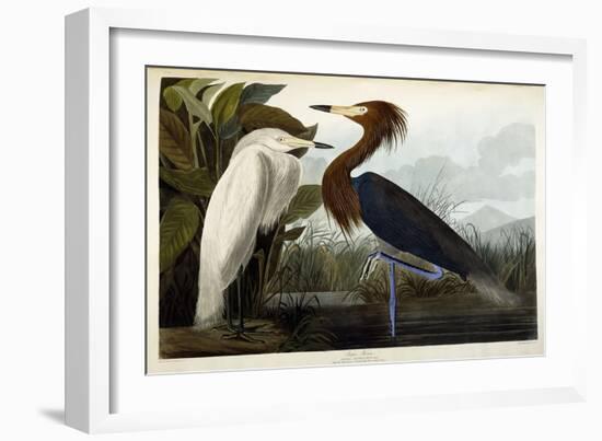 Purple Heron, C.1835-John James Audubon-Framed Giclee Print