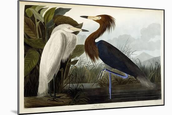 Purple Heron, C.1835-John James Audubon-Mounted Giclee Print