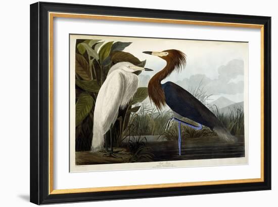 Purple Heron, C.1835-John James Audubon-Framed Giclee Print