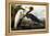 Purple Heron, C.1835-John James Audubon-Framed Premier Image Canvas