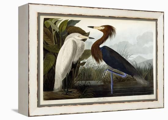 Purple Heron, C.1835-John James Audubon-Framed Premier Image Canvas