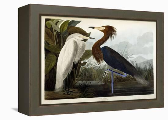 Purple Heron, C.1835-John James Audubon-Framed Premier Image Canvas