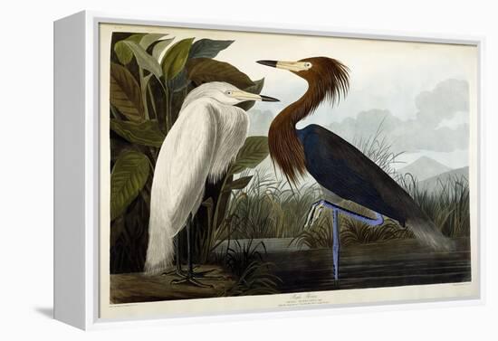 Purple Heron, C.1835-John James Audubon-Framed Premier Image Canvas