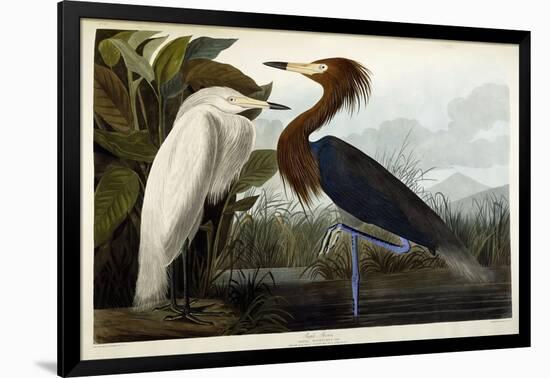 Purple Heron, C.1835-John James Audubon-Framed Giclee Print