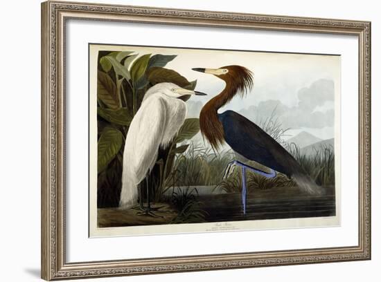 Purple Heron, C.1835-John James Audubon-Framed Premium Giclee Print