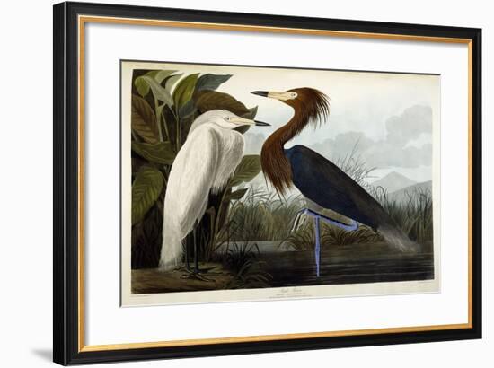 Purple Heron, C.1835-John James Audubon-Framed Premium Giclee Print