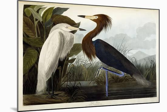 Purple Heron, C.1835-John James Audubon-Mounted Premium Giclee Print