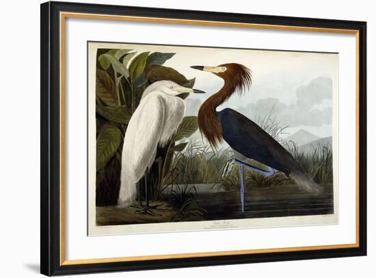 Purple Heron, C.1835-John James Audubon-Framed Premium Giclee Print