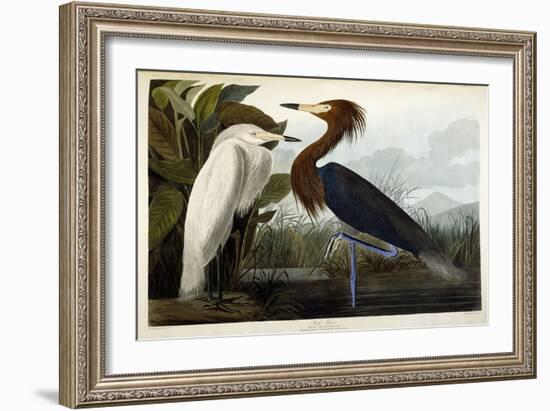 Purple Heron, C.1835-John James Audubon-Framed Premium Giclee Print