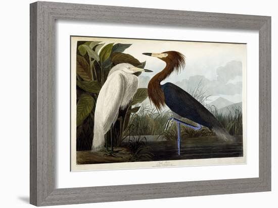 Purple Heron, C.1835-John James Audubon-Framed Premium Giclee Print