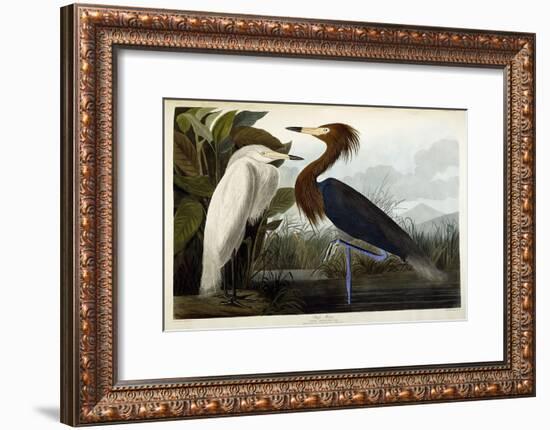 Purple Heron, C.1835-John James Audubon-Framed Premium Giclee Print