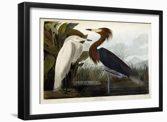 Purple Heron, C.1835-John James Audubon-Framed Premium Giclee Print