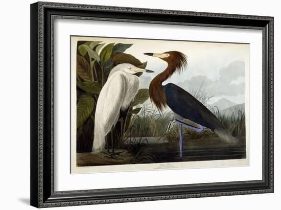 Purple Heron, C.1835-John James Audubon-Framed Premium Giclee Print