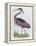 Purple Heron, from 'Illustration of British Ornithology'-Prideaux John Selby-Framed Premier Image Canvas
